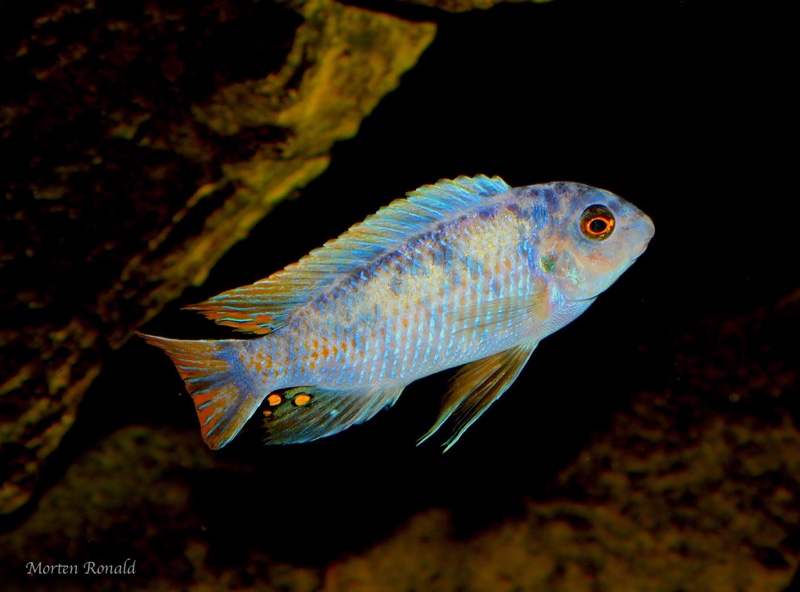 Labeotropheus fuelleborni 'Namalenje Island'